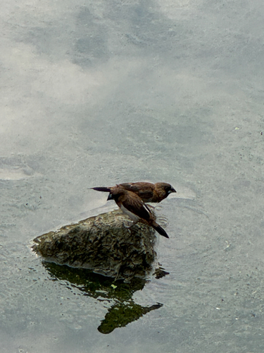 White-rumped Munia