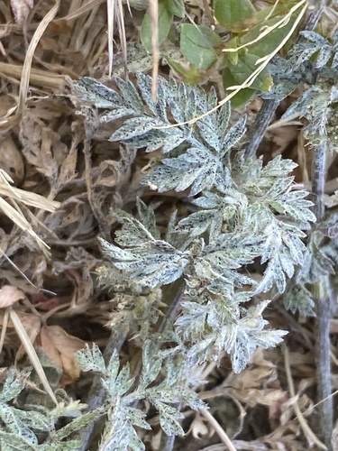 Knotted Hedgeparsley
