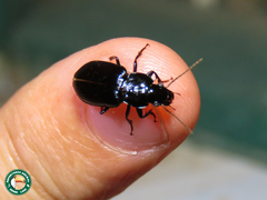 Stereostoma stuhlmanni