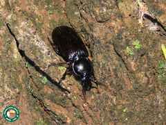 Stereostoma stuhlmanni