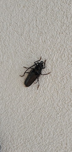 Palo Verde Root Borer
