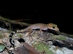 Andaman Bent-Toed Gecko photo 3