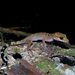 Cyrtodactylus rubidus - Photo (c) Harikrishnan S, μερικά δικαιώματα διατηρούνται (CC BY-SA)