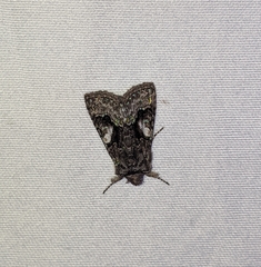 Behrensia conchiformis