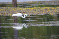 Ardea alba