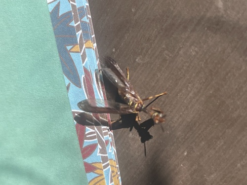 Brown Wasp Mantidfly