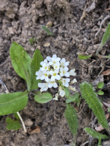 wedgeleaf draba