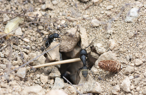 Japanese Carpenter Ant