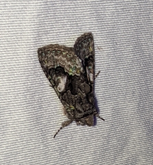 Behrensia conchiformis