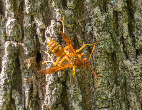 Apache Paper Wasp