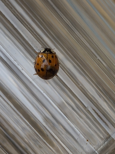 Asiatischer Marienkäfer
