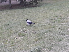 Corvus cornix