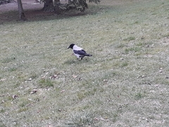 Corvus cornix