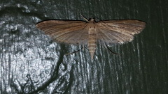 Parapoynx allionealis
