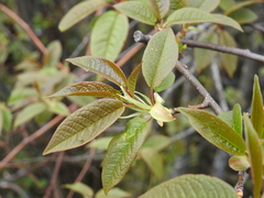 Prunus obtusata