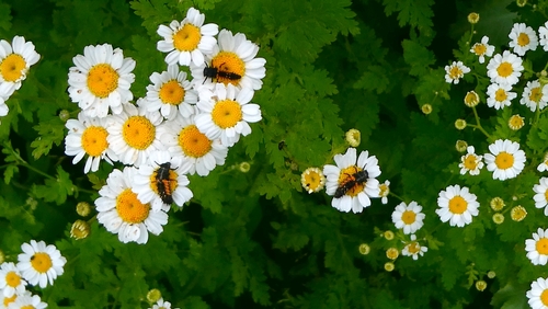 Asian Lady Beetle