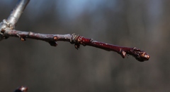 Crataegus chlorosarca