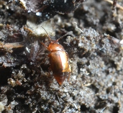Anthobium atrocephalum