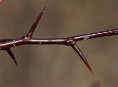 Crataegus chlorosarca