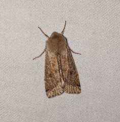 Orthosia pacifica