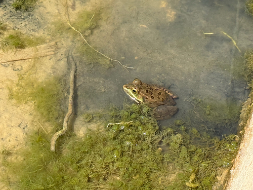 Sahara Frog