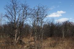Crataegus chlorosarca