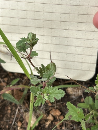Texas stork's bill