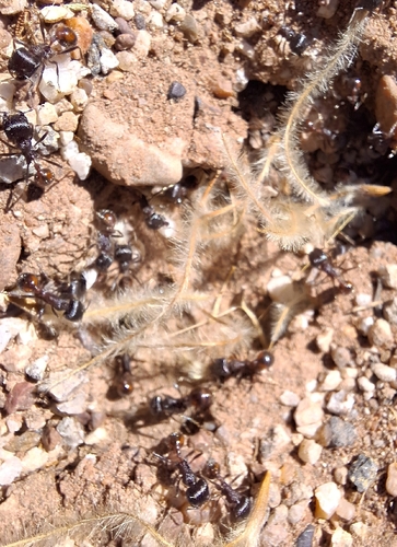 Rough Harvester Ant