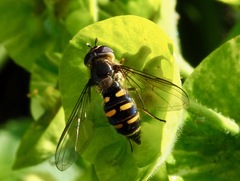 Melangyna lasiophthalma