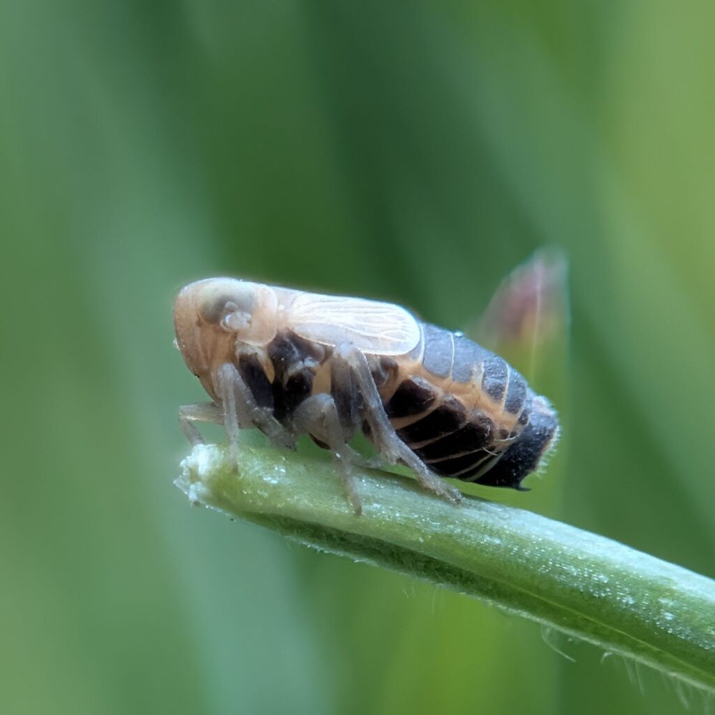 Kosswigianella spinosa