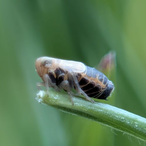 Acanthodelphax spinosus