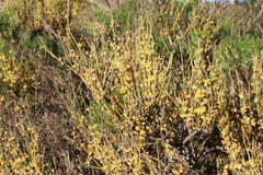 Ephedra californica