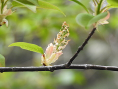 Prunus obtusata