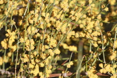 Ephedra californica