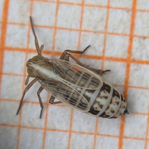 Megadelphax sordidula