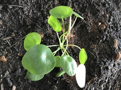 Pilea peperomioides