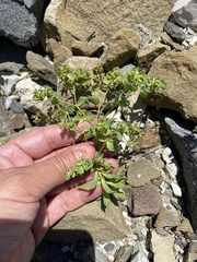 (c) Наталья Пикалова, some rights reserved (CC BY) Euphorbia falcata, photograph (c) Наталья Пикалова, some rights reserved (CC BY)