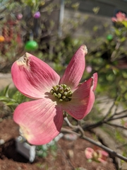 Cornus florida rubra