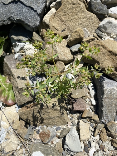 Euphorbia falcata, photograph 5