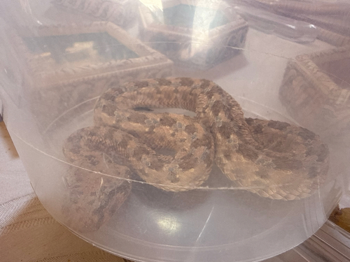 Desert Horned Viper