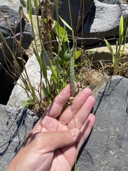 Phleum paniculatum
