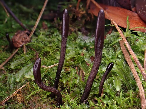 Earth Tongues