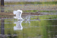 Ardea alba