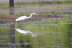 Ardea alba