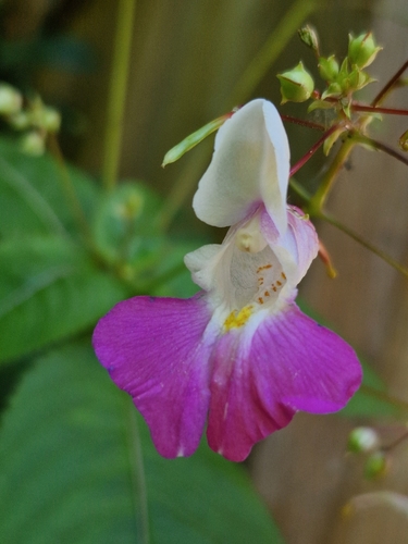 Kashmir Balsam