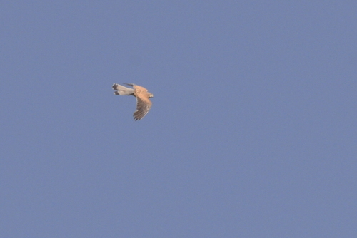 Eurasian Kestrel