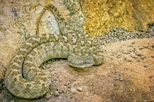 Oman Saw-scaled Viper