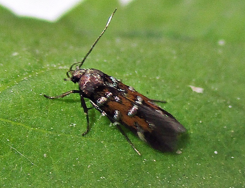 Pancalia