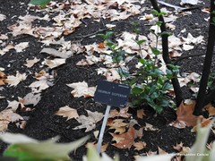 Viburnum suspensum