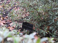 Helwingia chinensis
